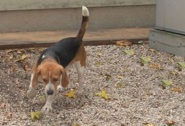 SPCA+rescues+abused+beagles