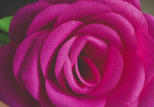 Giant crepe paper rose