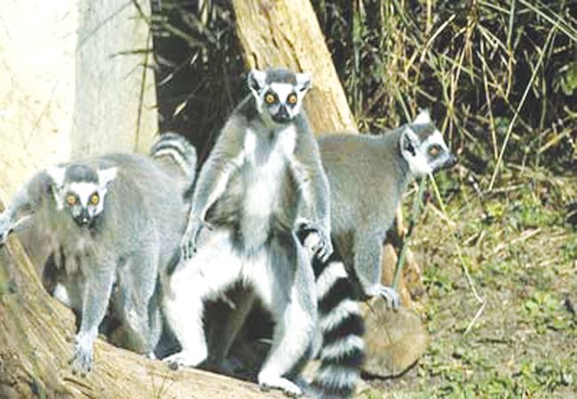 The ring-tailed lemurs live in the primate exhibit and are suggested for students to visit and observe. 