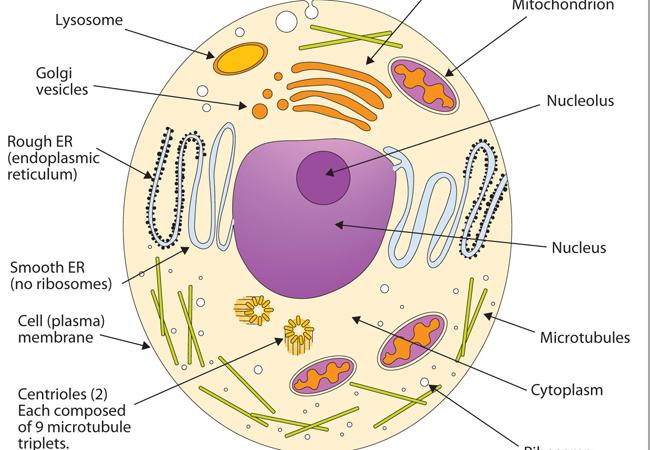 Cell