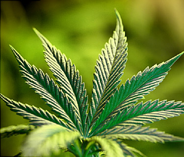 According to CNN, one in eight U.S. adults say they smoke marijuana.