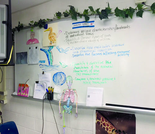 Biology and Human Anatomy teacher Francesca Mast decorates her classroom with things that relate to what she is teaching. When I can have things that are related to biology around the room its something positive because they will associate it with biology, Mast said. Even if its not their favorite subject maybe they will notice something that they think is really cool.