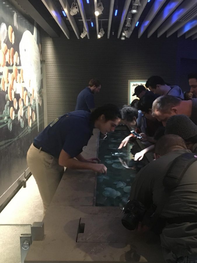 Junior Emily Shawish works at the National Aquarium in Baltimore. Shawish works on Sundays every other week.  “I really like working at the aquarium,” Shawish said, “It is a lot of fun working with the animals and talking with people.”